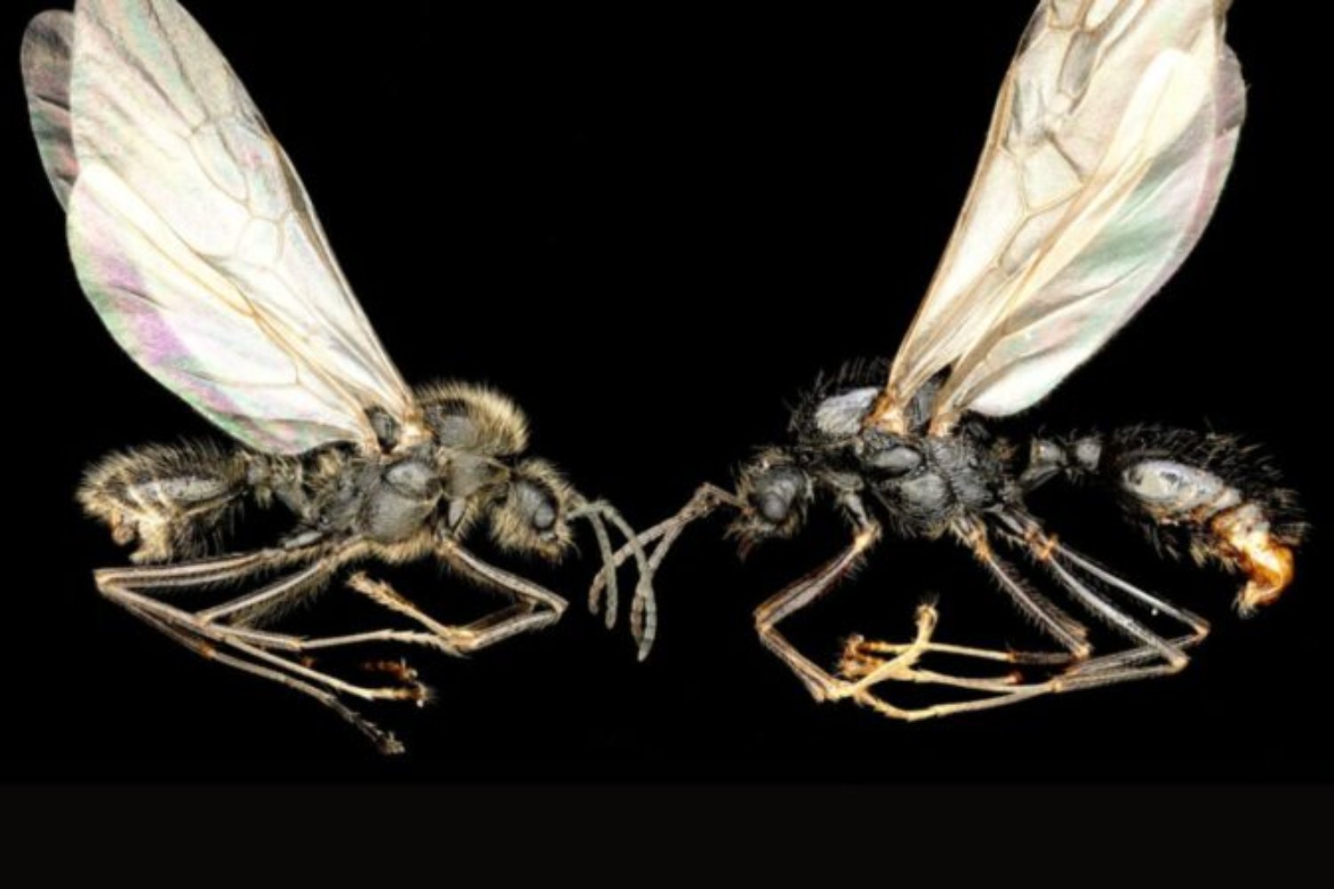 Científicos descubren en España una hormiga capaz de replicar a otra especie. El extraño proceso, bautizado como “xenoparidad”, no tiene precedentes en la naturaleza