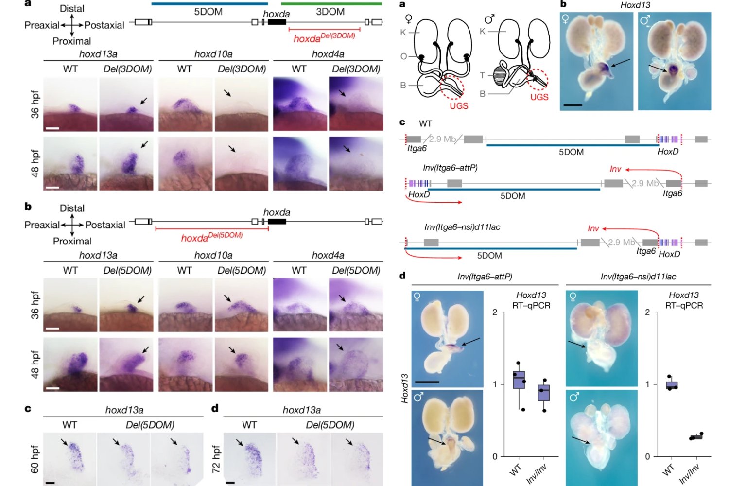 Las manos no nacieron de cero: la sorprendente conexión genética entre tus dedos y el trasero de un pez ancestral