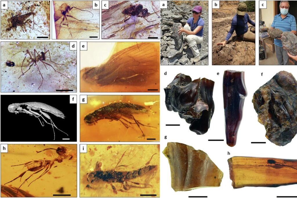 Un hallazgo en Ecuador revela insectos atrapados en ámbar que convivieron con dinosaurios hace 112 millones de años