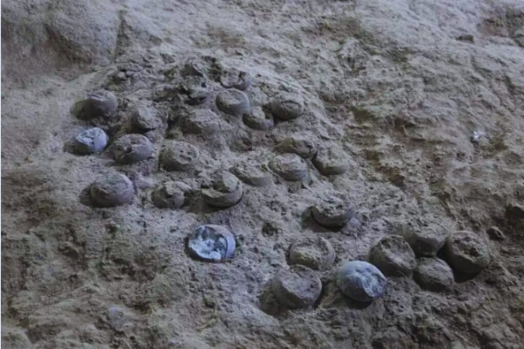 El secreto que guardaban unos huevos fósiles. Una ventana inesperada al clima del Cretácico