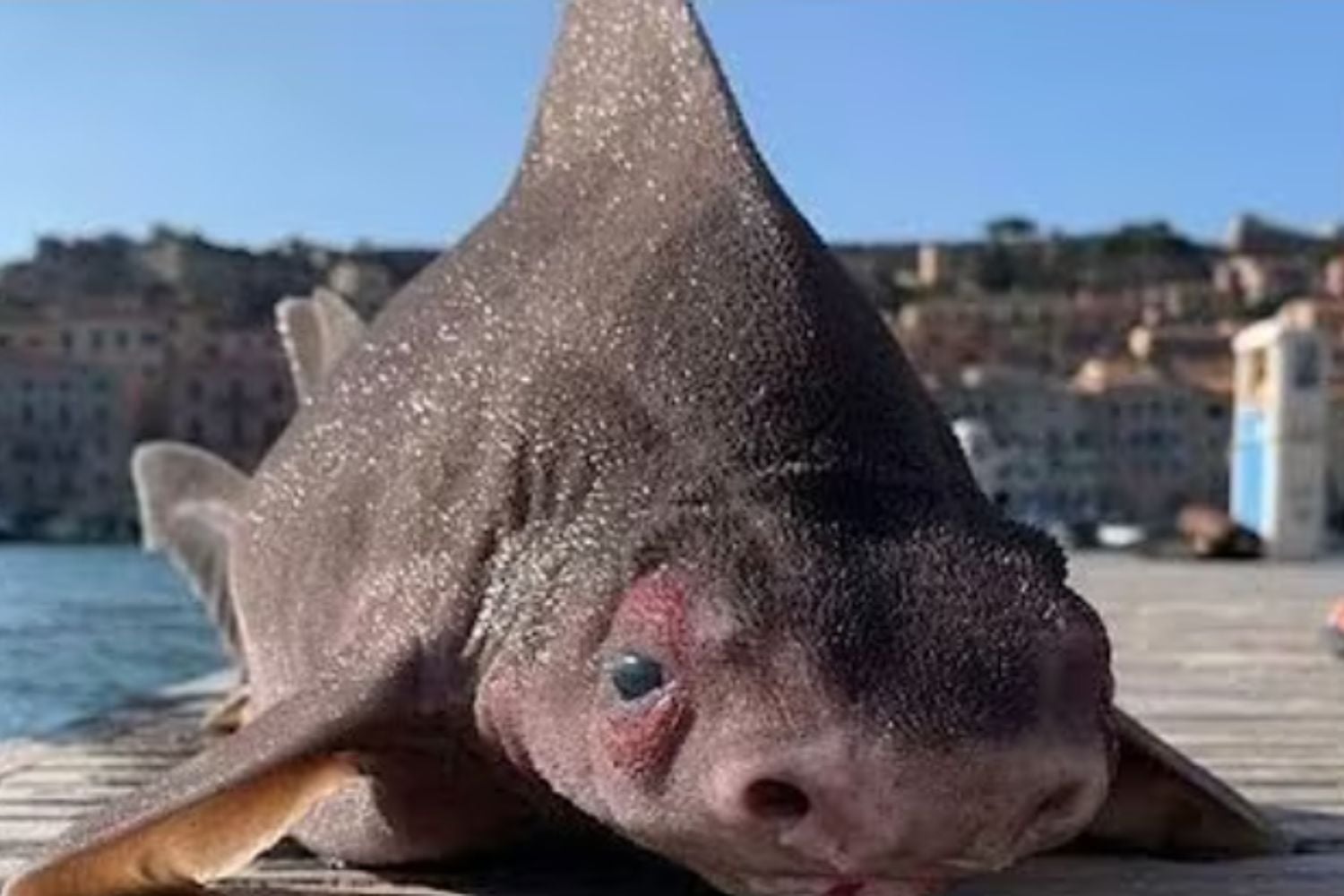 Diseño Sin Título (58)