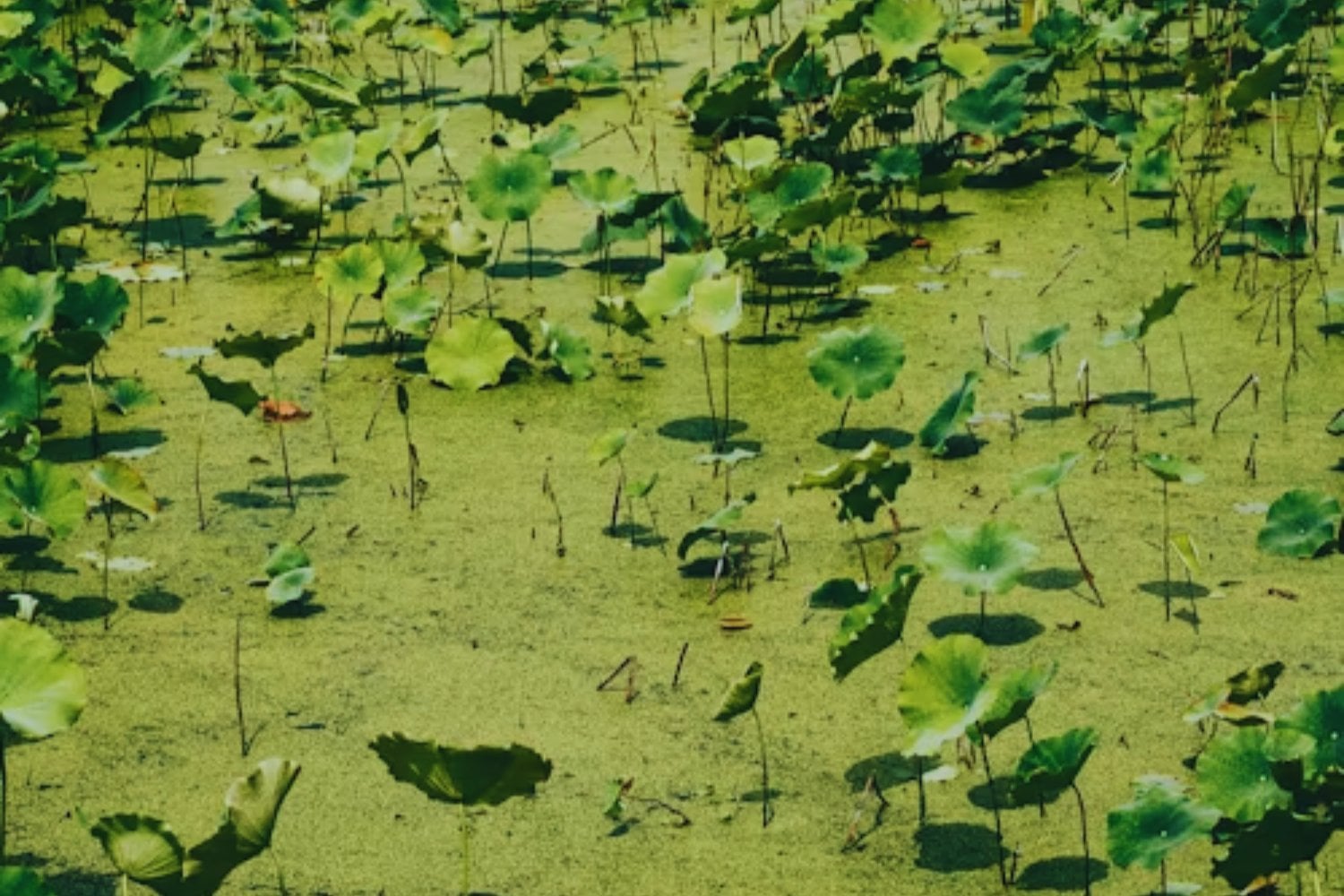 Repollitos de agua fuera de control: el plan secreto en Resistencia para devolver el equilibrio a sus lagunas