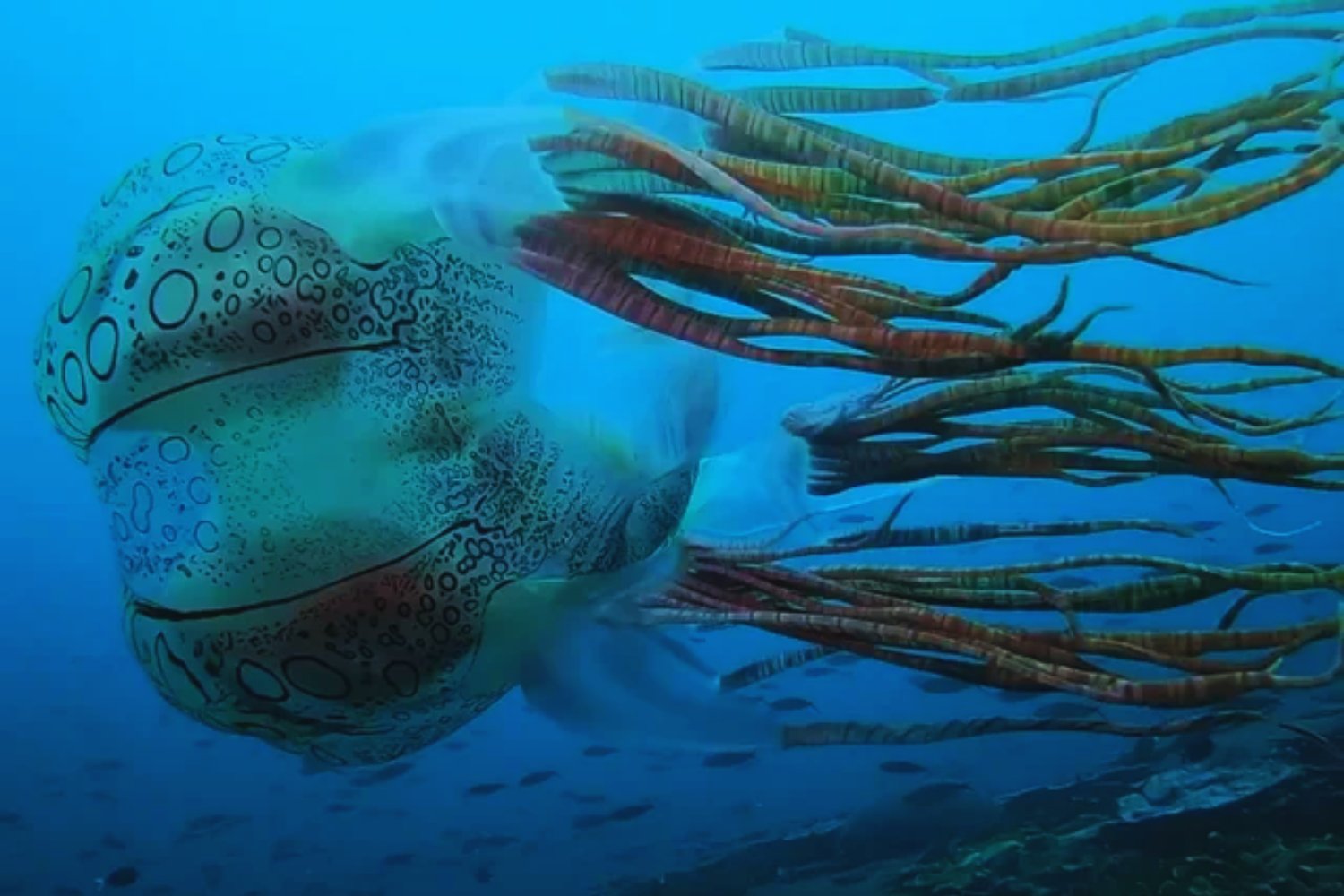Medio siglo buscando una medusa fantasma: al fin fue grabada frente a las costas de Australia