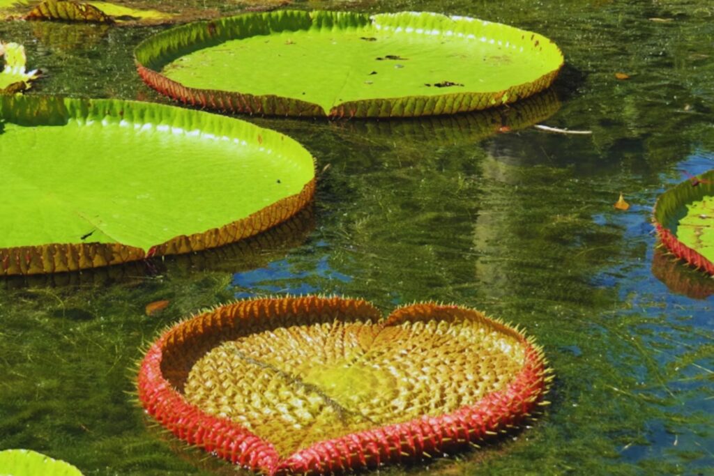 Repollitos de agua fuera de control: el plan secreto en Resistencia para devolver el equilibrio a sus lagunas