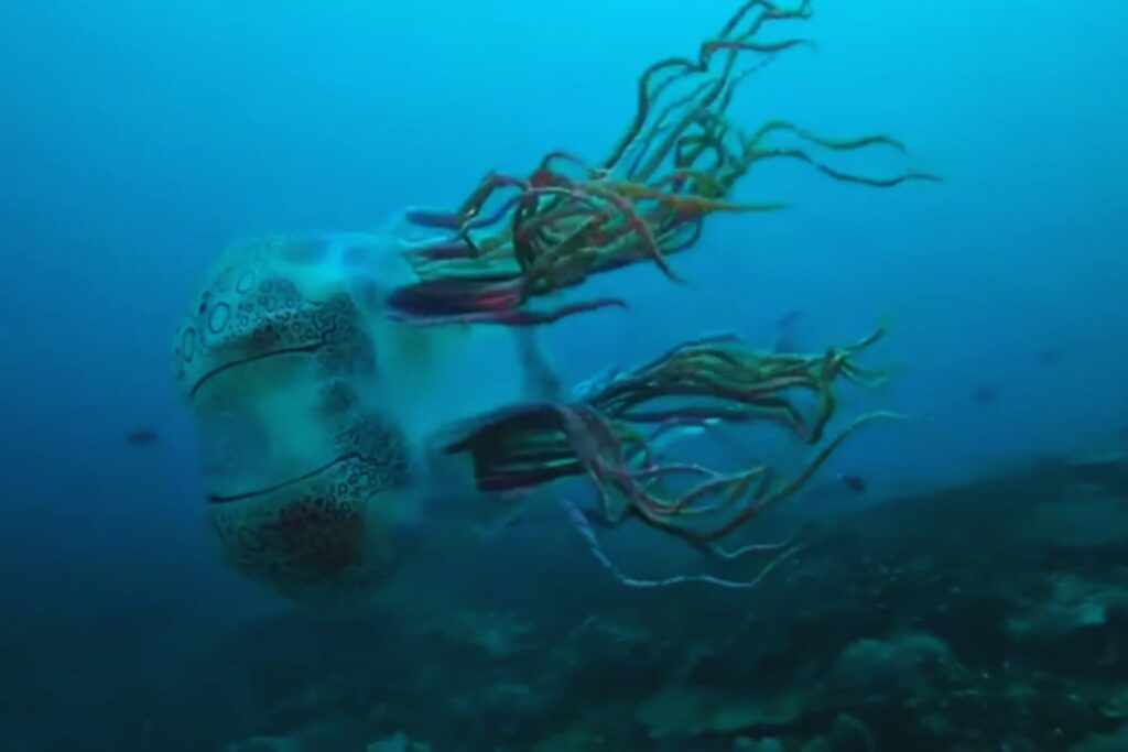 Medio siglo buscando una medusa fantasma: al fin fue grabada frente a las costas de Australia