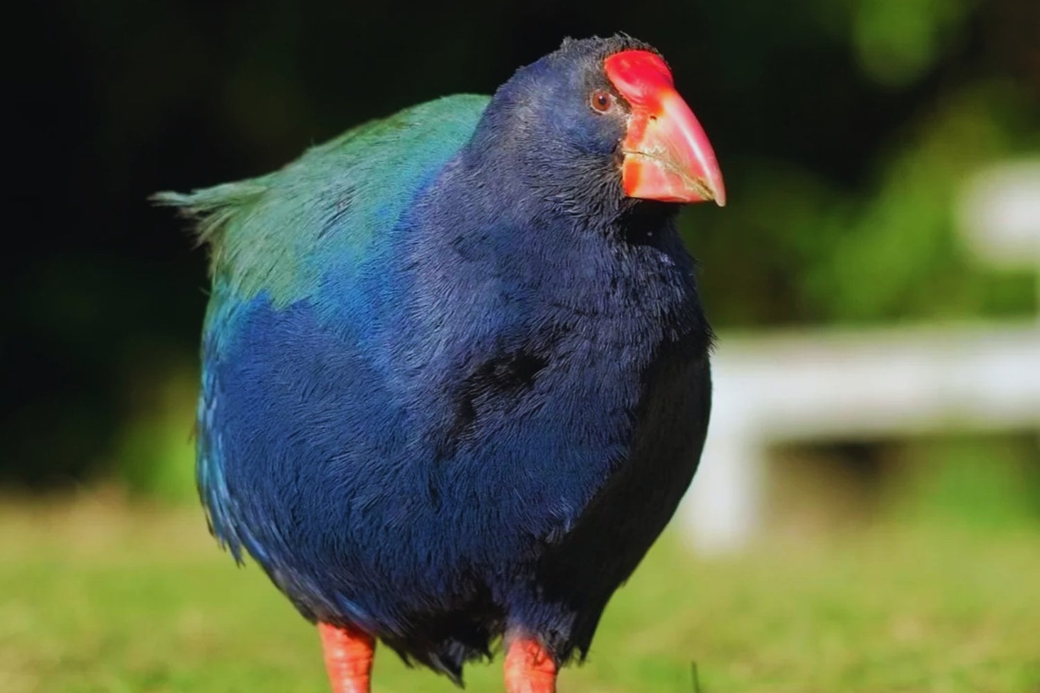 Un ave que dimos por extinta en el siglo XIX volvió a caminar en Nueva Zelanda