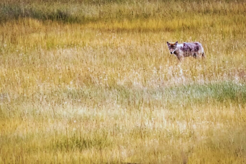 El misterio de Yellowstone: cómo un depredador casi olvidado logró cambiar el paisaje, traer de vuelta los bosques y revivir especies enteras