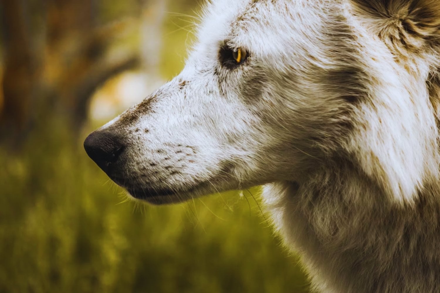 El misterio de Yellowstone: cómo un depredador casi olvidado logró cambiar el paisaje, traer de vuelta los bosques y revivir especies enteras