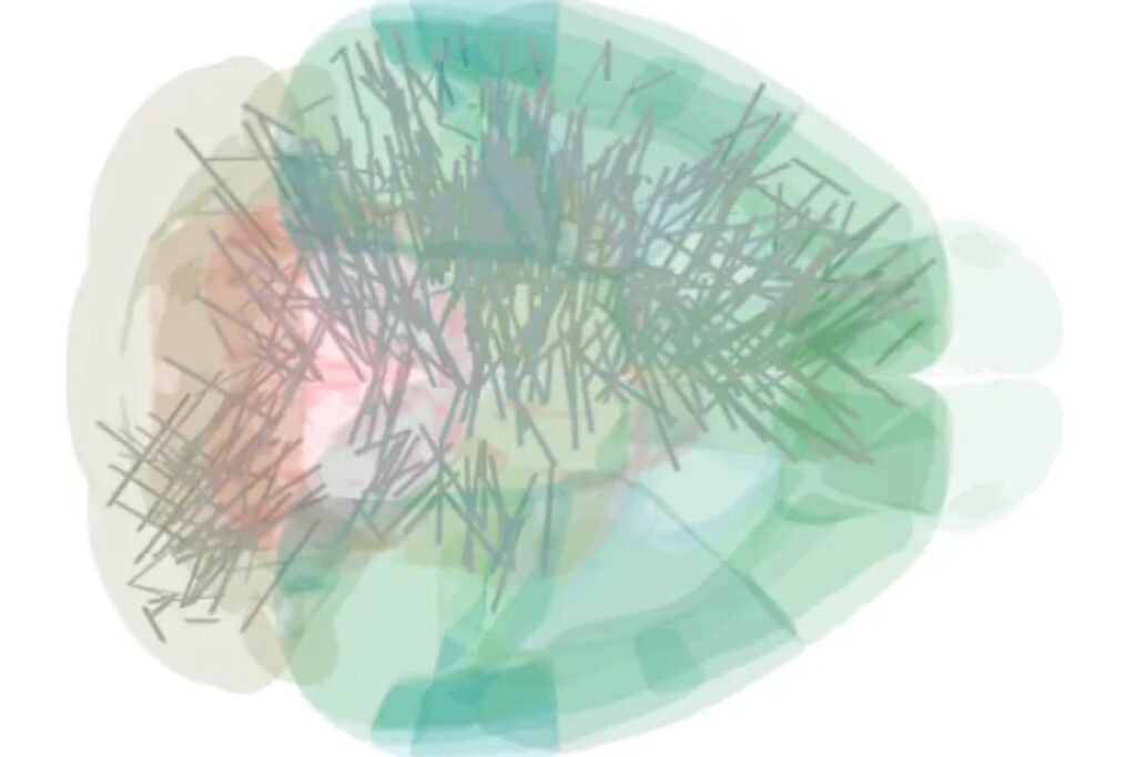 La neurociencia logra un hito: el primer mapa detallado de 500.000 neuronas en ratones durante la toma de decisiones