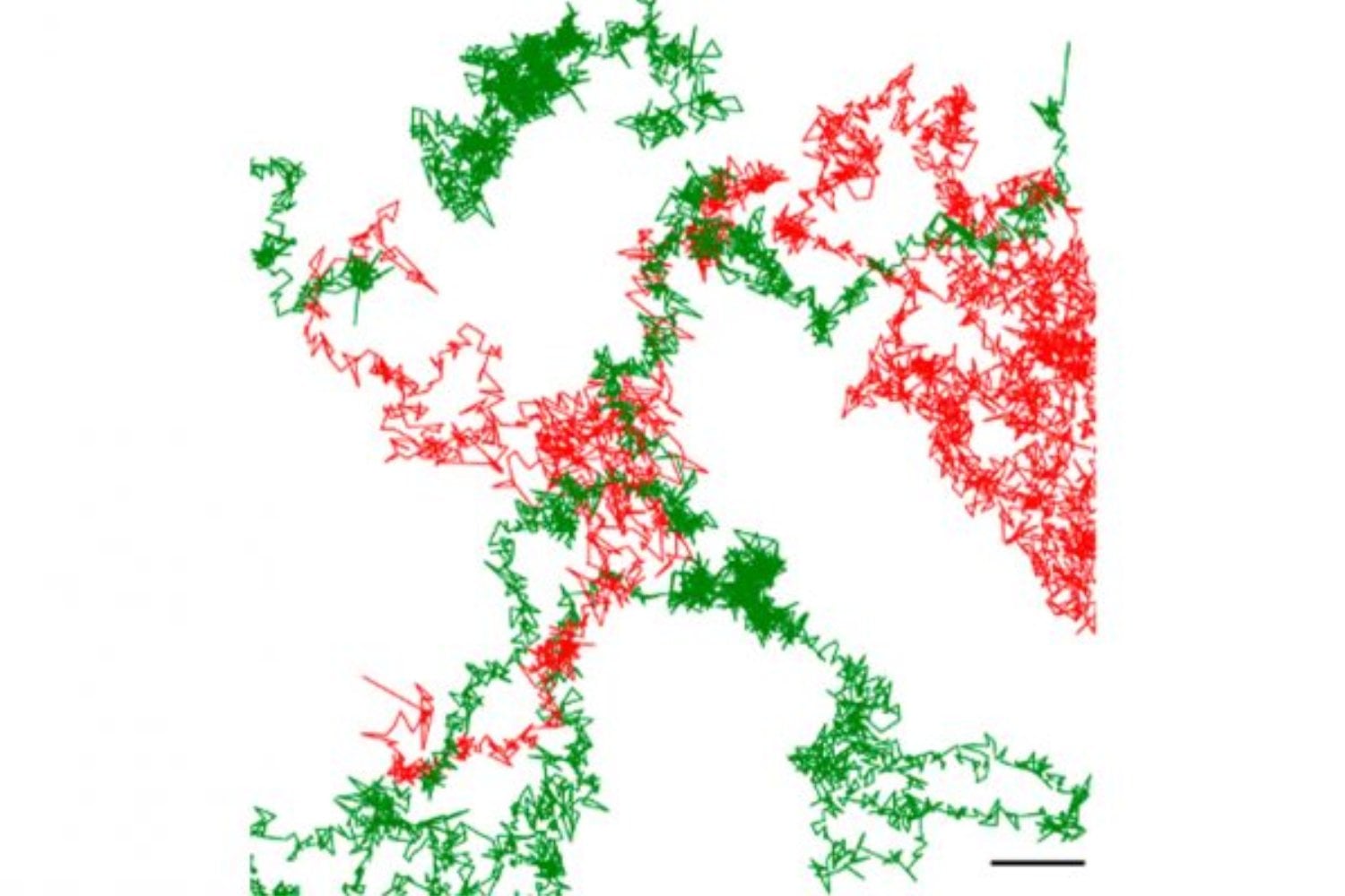 Un neurorreceptor nunca visto cobra forma. Una imagen en vivo que podría cambiar cómo entendemos las enfermedades neurológicas