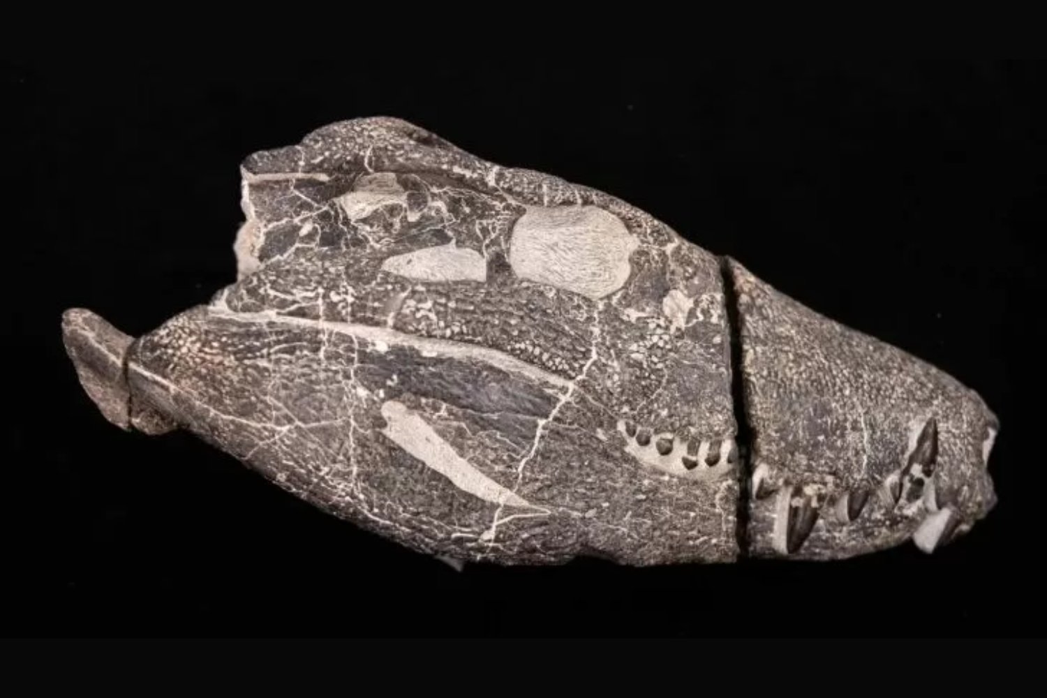 Un depredador olvidado emerge en la Patagonia. El descubrimiento de una nueva especie de cocodrilo prehistórico reescribe la historia evolutiva