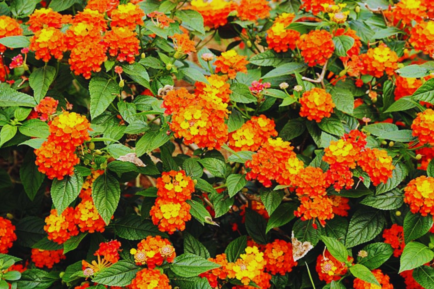 Las invasoras silenciosas que dominan los trópicos. Una transformación que alcanza tres continentes