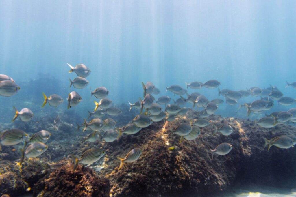 El microbio que sostiene los océanos podría colapsar por el calor