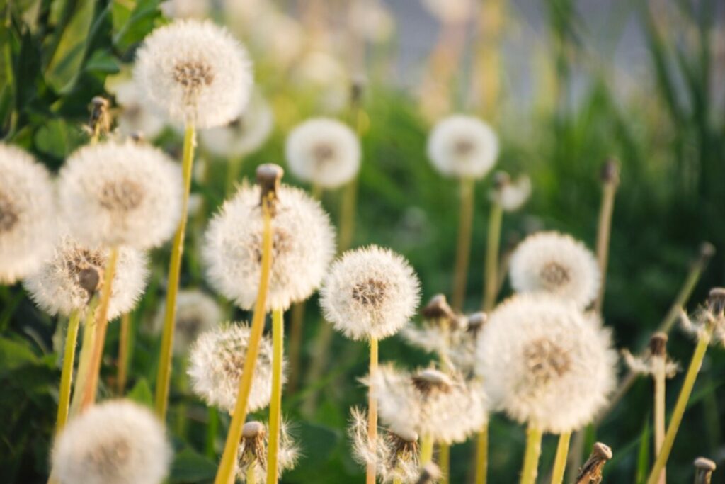 Diente de león: el secreto evolutivo que esconde su aparente sencillez