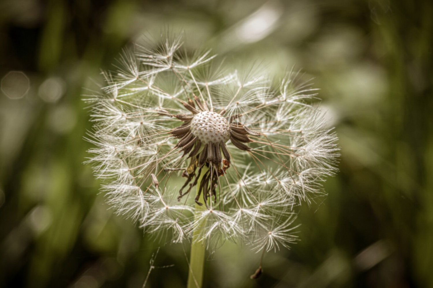 Diente de león: el secreto evolutivo que esconde su aparente sencillez