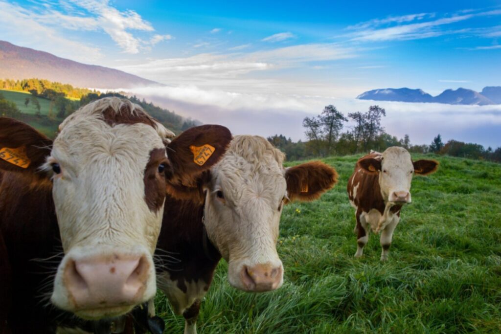 El 60% de las enfermedades humanas proviene de animales: cómo el cambio climático multiplica el riesgo de pandemias