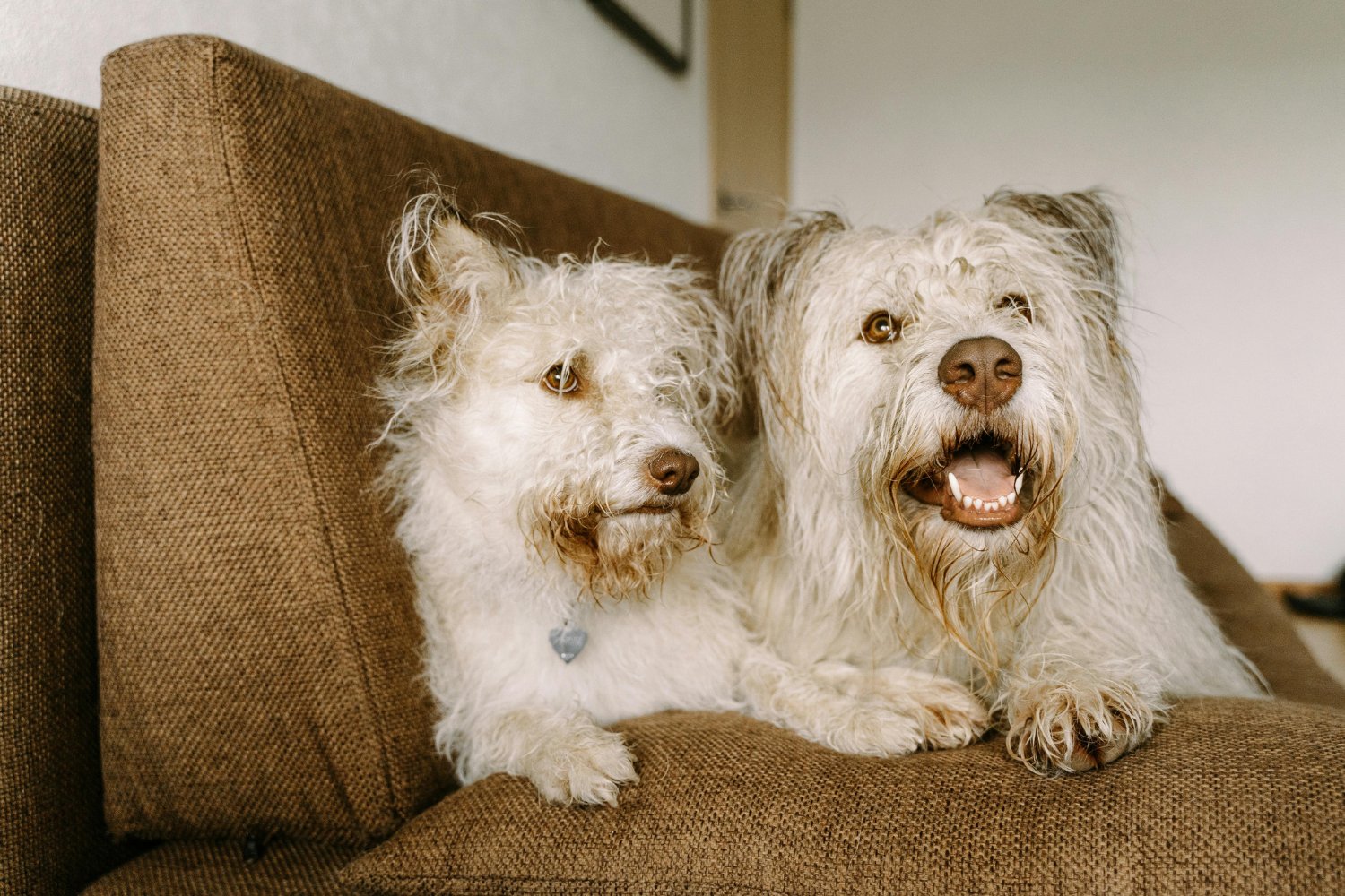Perros y pandemia: cómo cambiaron su comportamiento y adiestramiento tras 2020