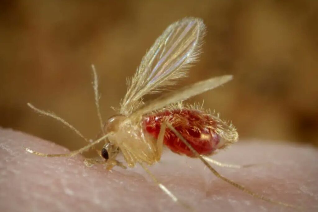 Europa ya no se libra de los mosquitos: chikungunya y virus del Nilo se instalan como la “nueva normalidad”