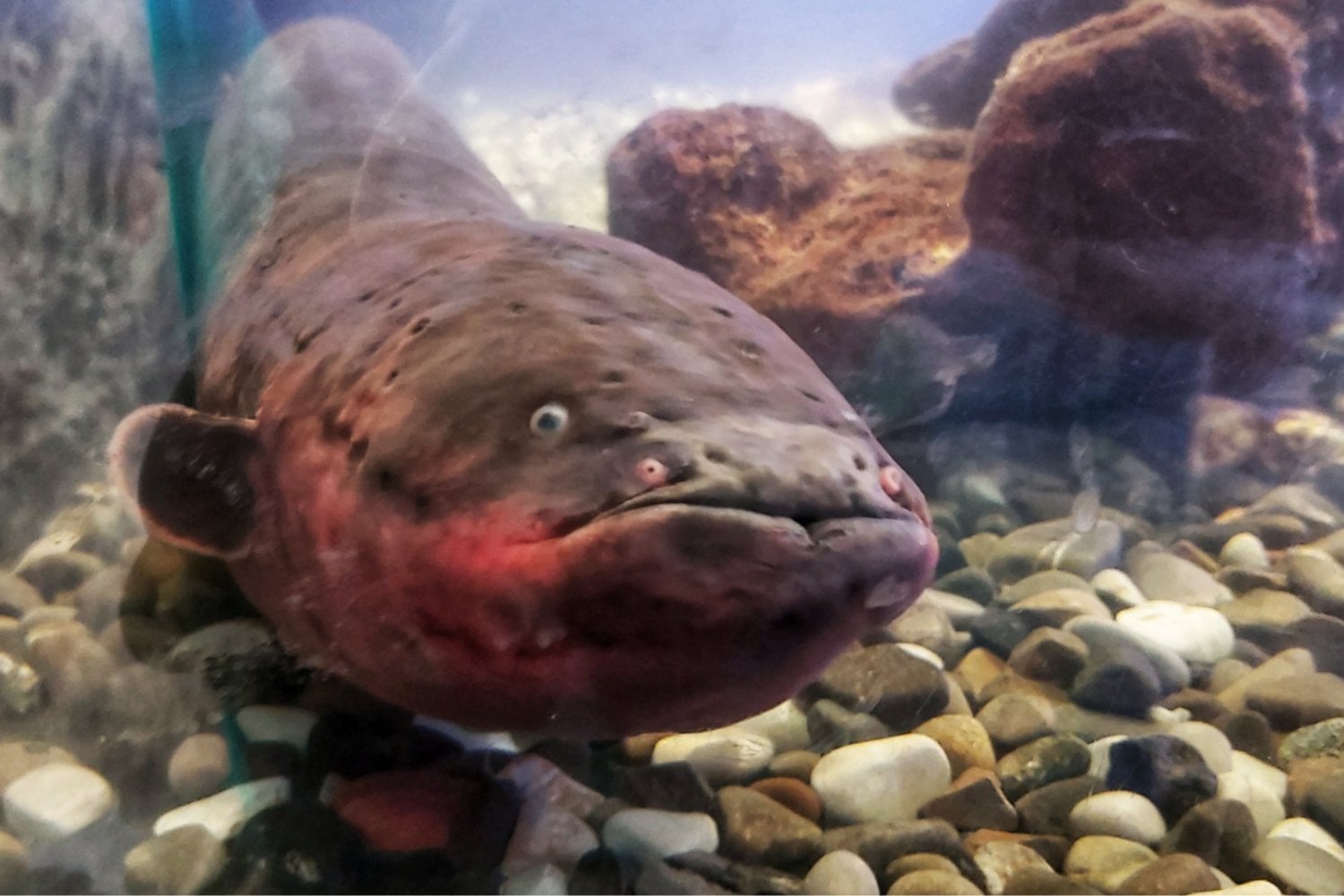 Tres nuevas especies de anguilas eléctricas revelan descargas más potentes que nunca en el Amazonas