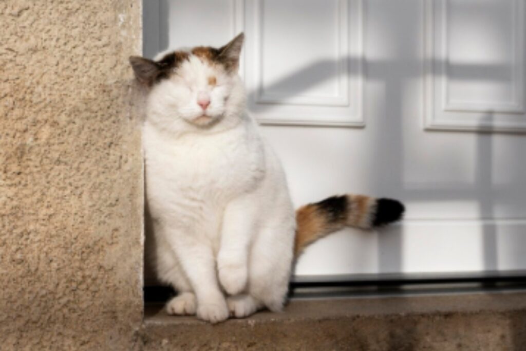 Por qué tu gato maúlla en la puerta y cinco consejos efectivos para que deje de hacerlo