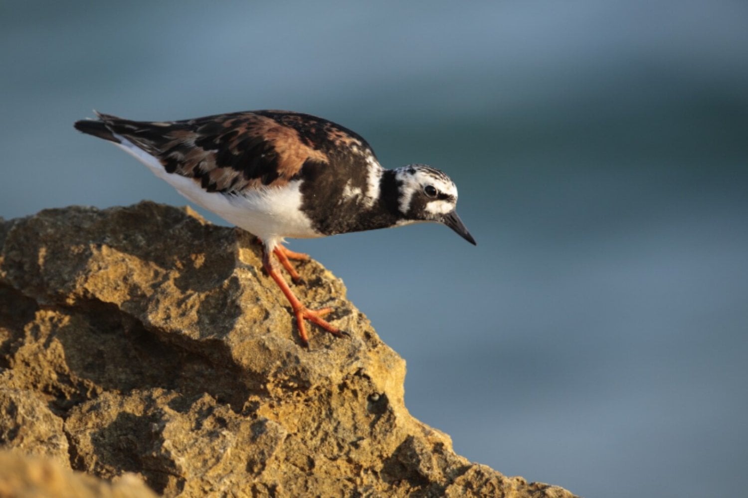 Animales que desafían la lógica evolutiva: cinco paradojas de la naturaleza