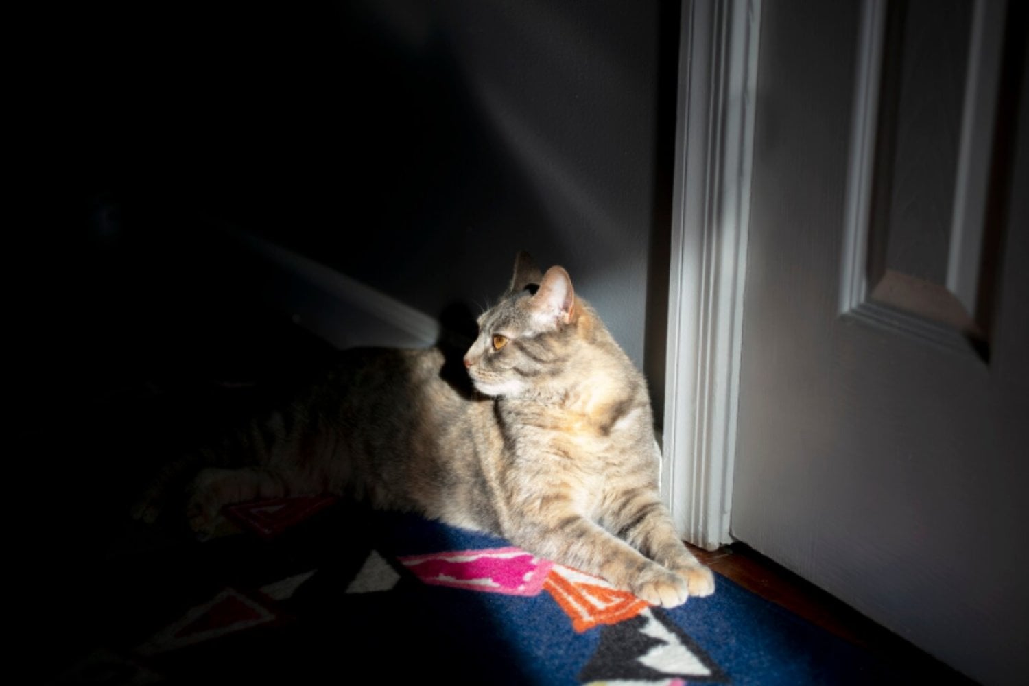 Por qué tu gato maúlla en la puerta y cinco consejos efectivos para que deje de hacerlo
