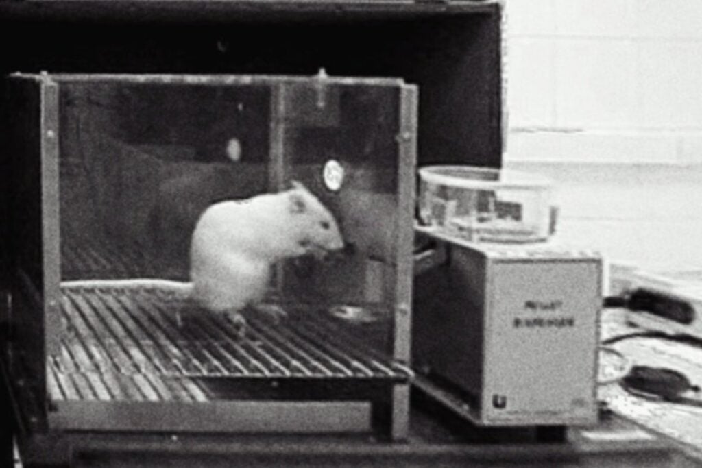 Cuando el miedo mata: el experimento con ratas que reveló el poder letal de la desesperanza