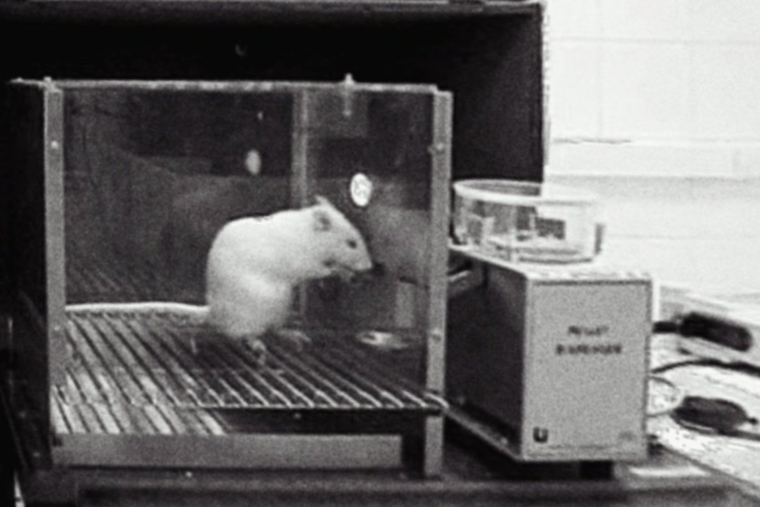 Cuando el miedo mata: el experimento con ratas que reveló el poder letal de la desesperanza