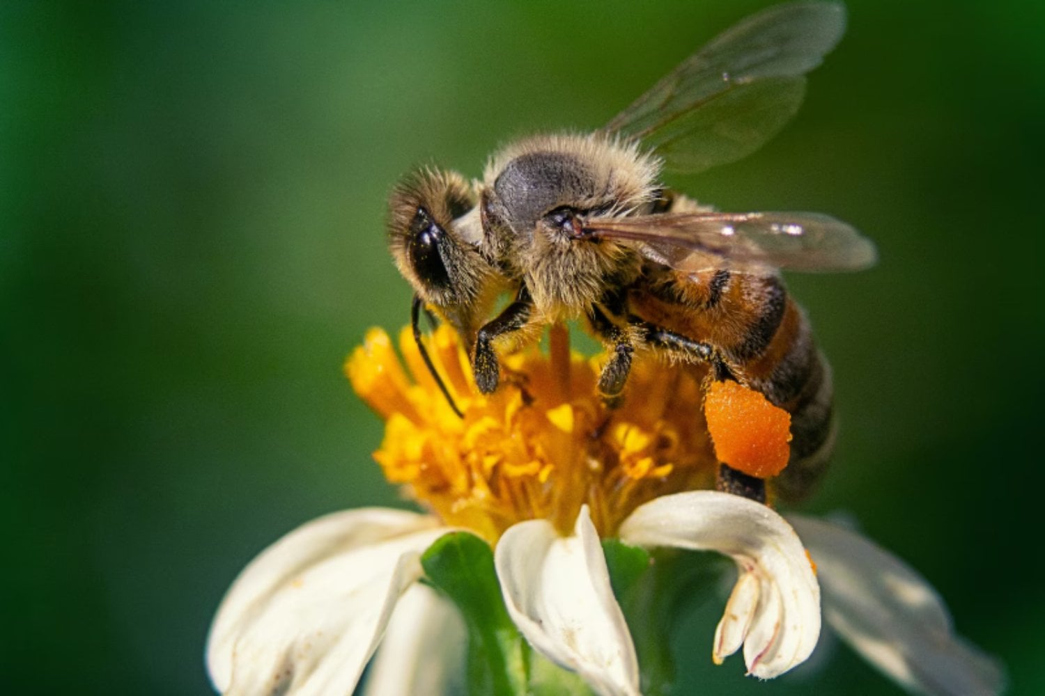 Animales que desafían la lógica evolutiva: cinco paradojas de la naturaleza