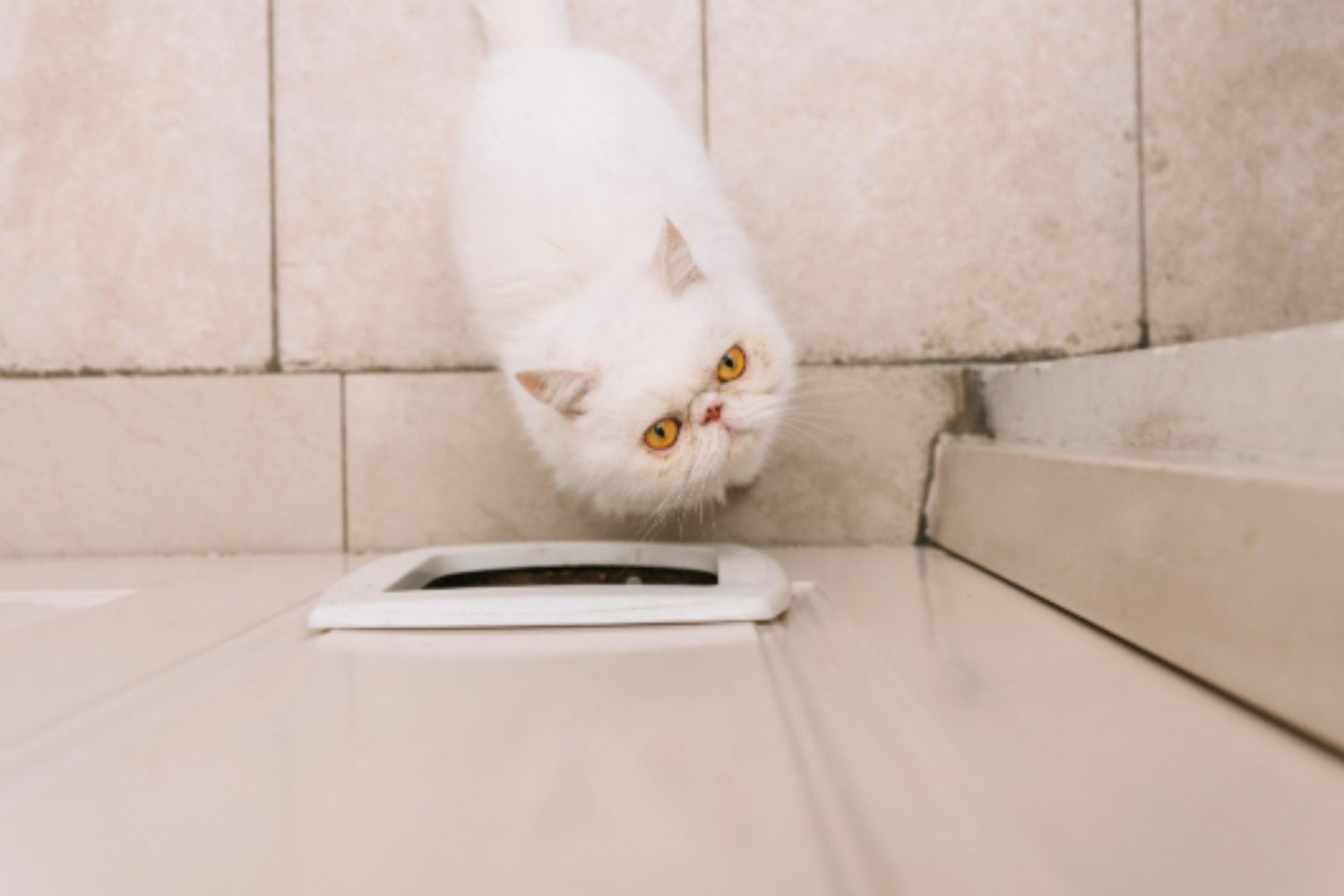 Por qué tu gato maúlla en la puerta y cinco consejos efectivos para que deje de hacerlo
