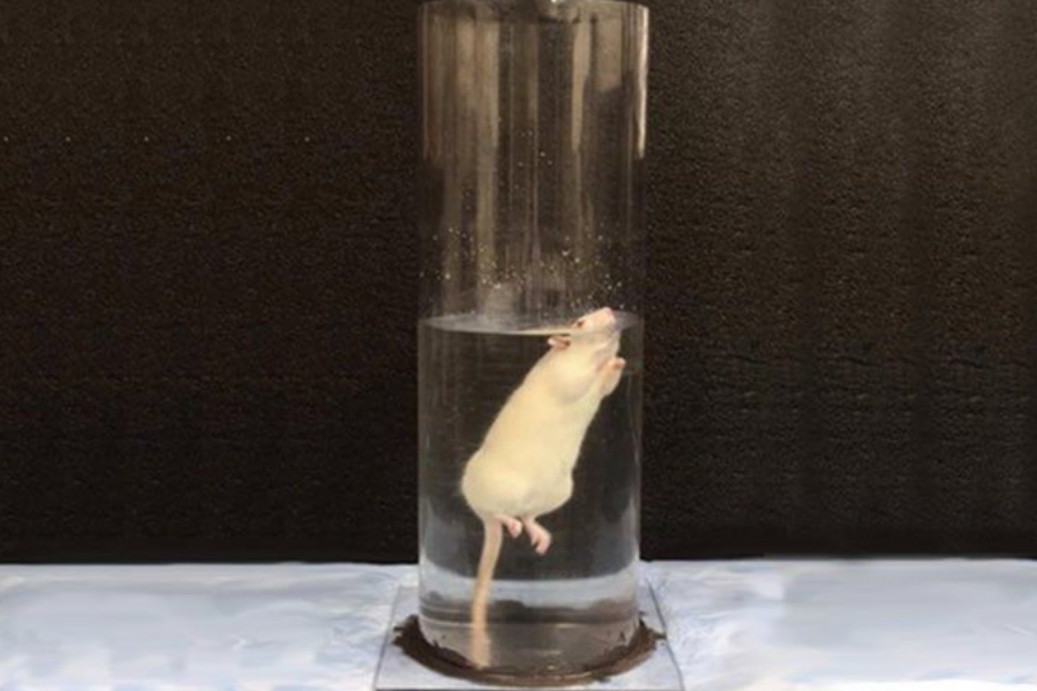 Cuando el miedo mata: el experimento con ratas que reveló el poder letal de la desesperanza