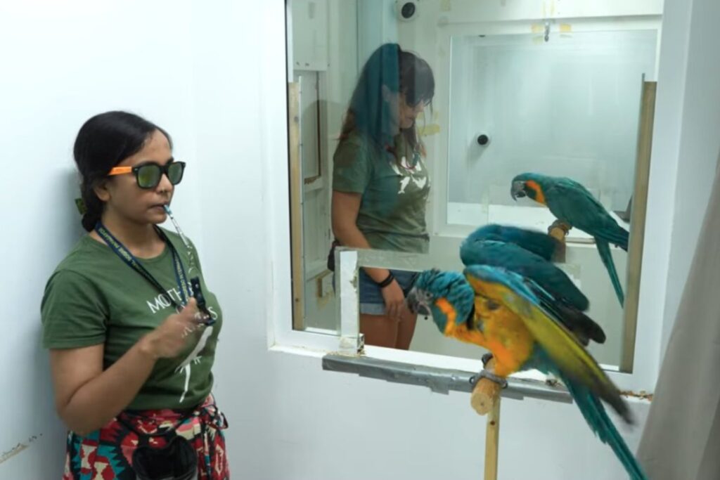 El loro que imita como un humano: la ciencia descubre un aprendizaje insólito