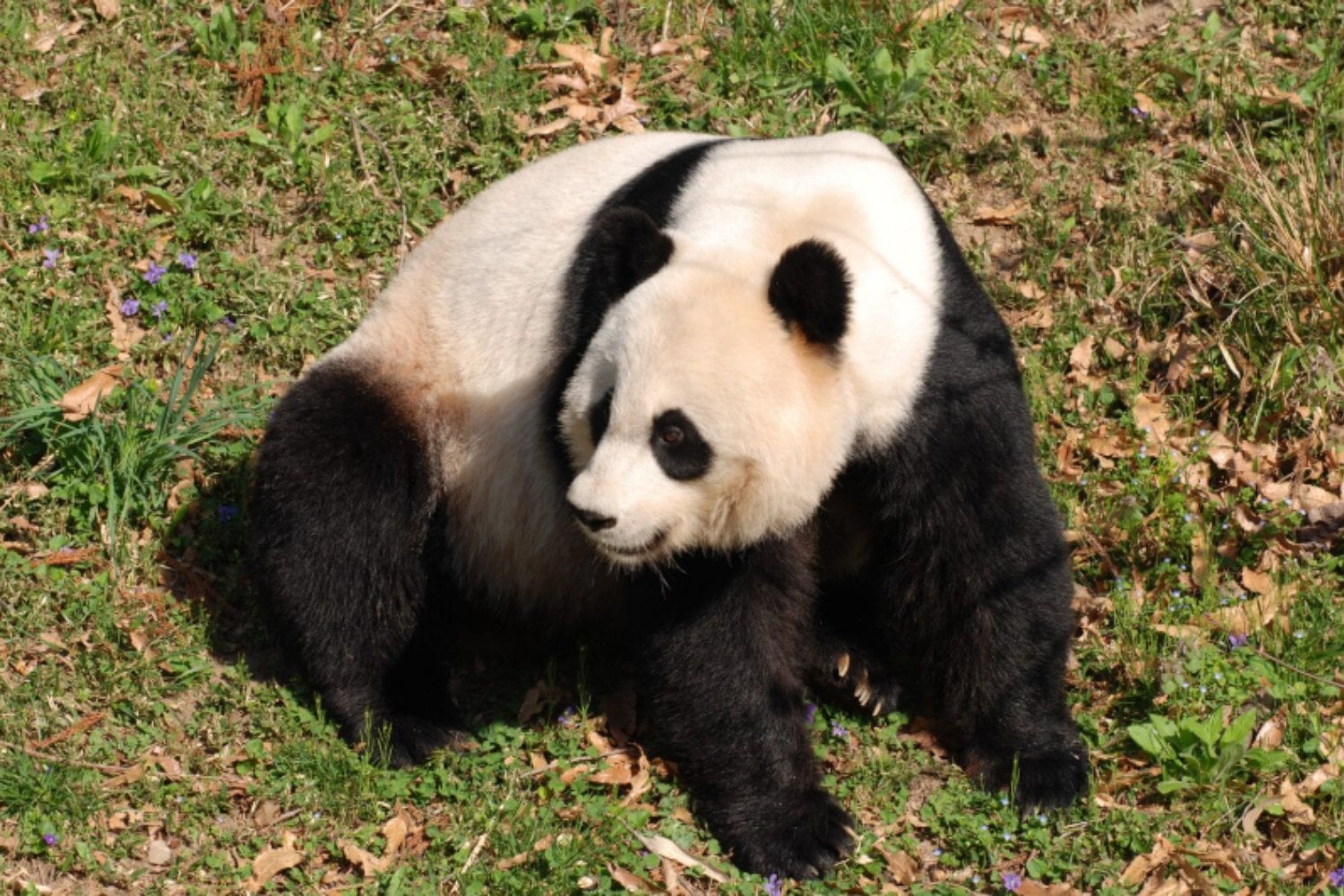 Animales que desafían la lógica evolutiva: cinco paradojas de la naturaleza