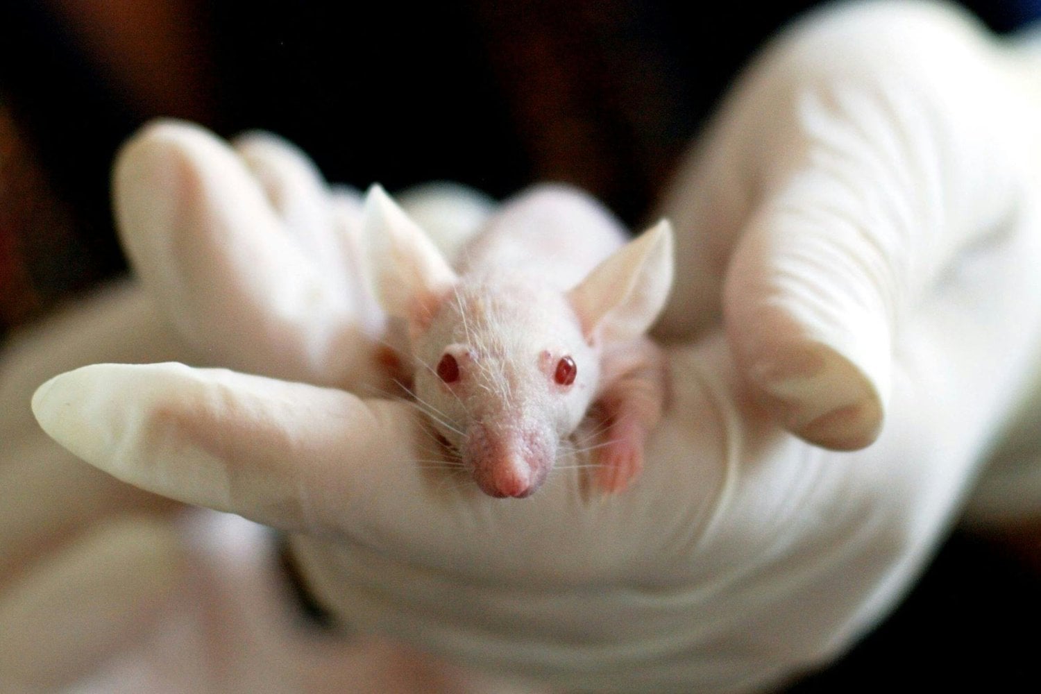 Cuando el miedo mata: el experimento con ratas que reveló el poder letal de la desesperanza