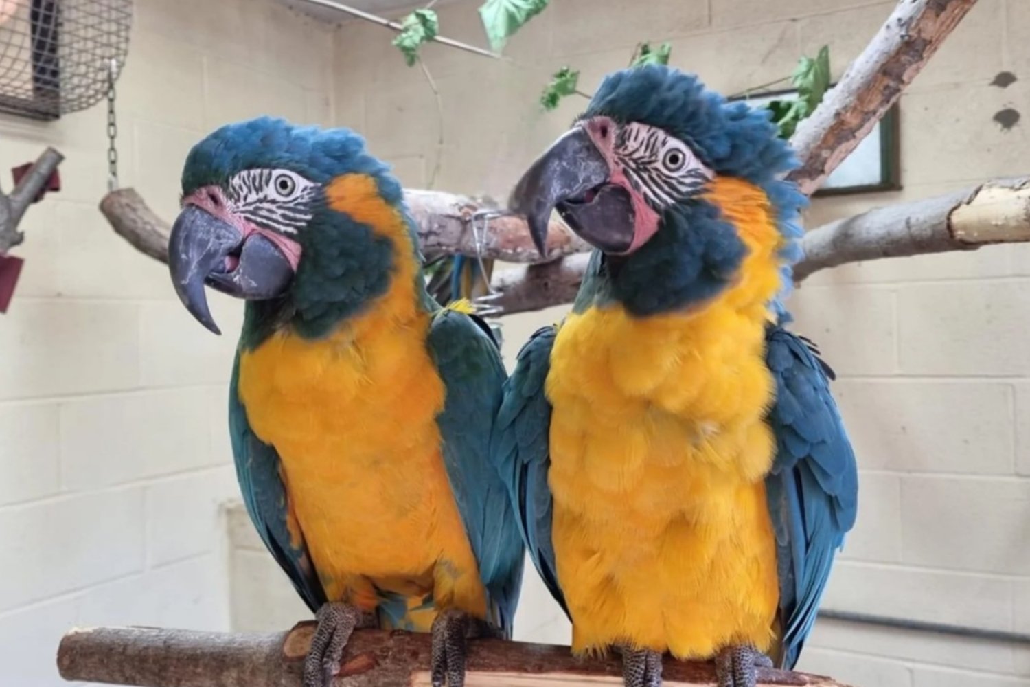 El loro que imita como un humano: la ciencia descubre un aprendizaje insólito