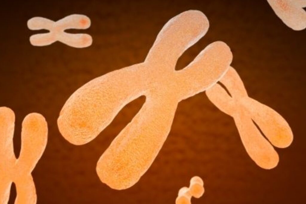 El secreto de la fusión cromosómica: el hallazgo que puede cambiar el diagnóstico genético humano