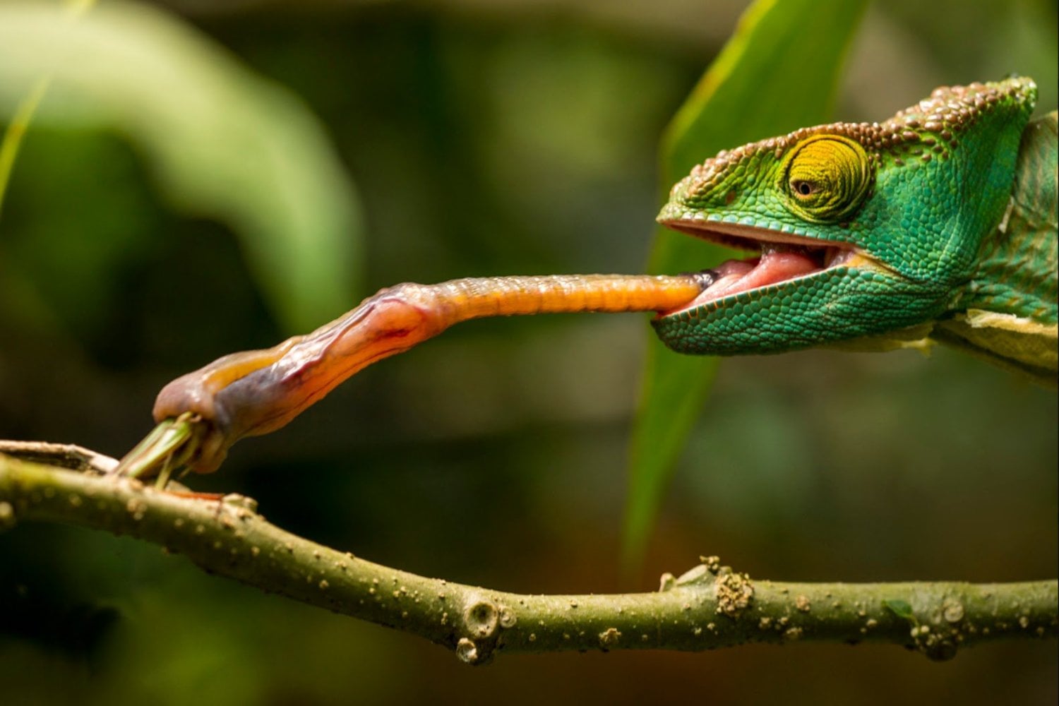 La lengua balística del camaleón: un modelo para robots médicos que eliminen coágulos