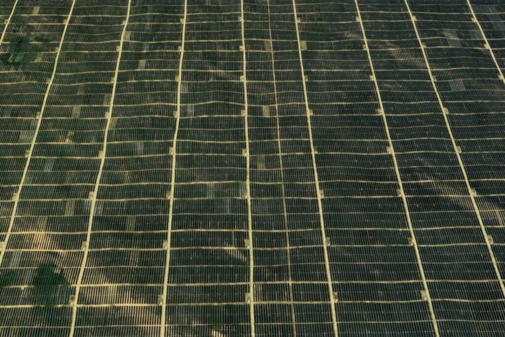 El desierto chino que reverdece gracias a siete millones de paneles solares y miles de ovejas