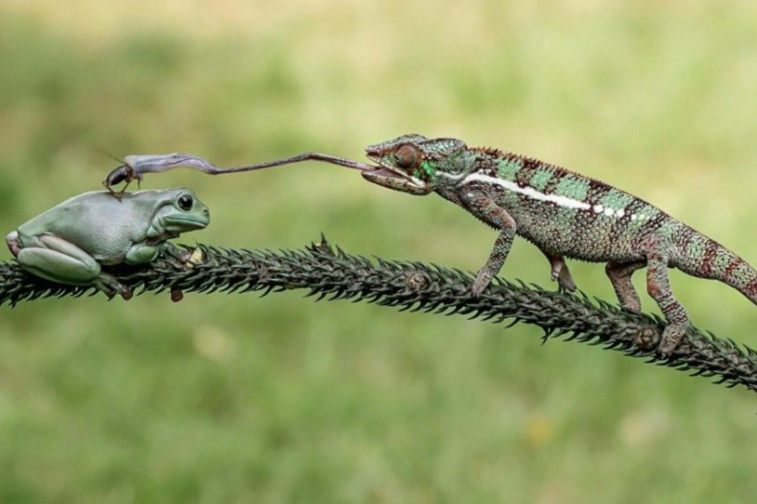 La lengua balística del camaleón: un modelo para robots médicos que eliminen coágulos