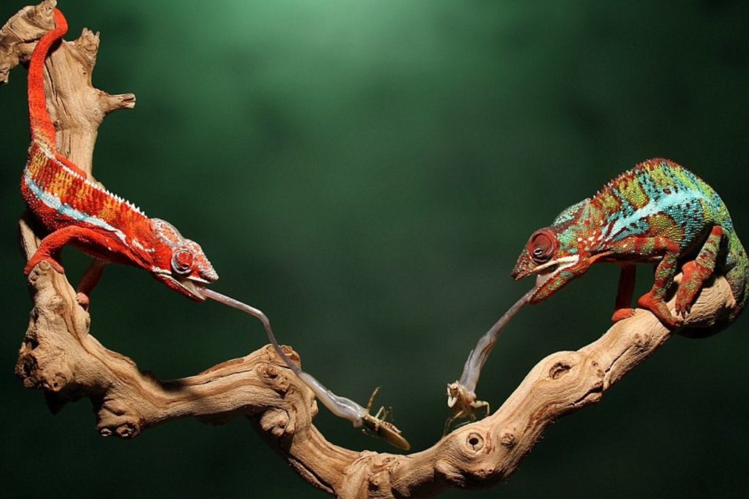 La lengua balística del camaleón: un modelo para robots médicos que eliminen coágulos