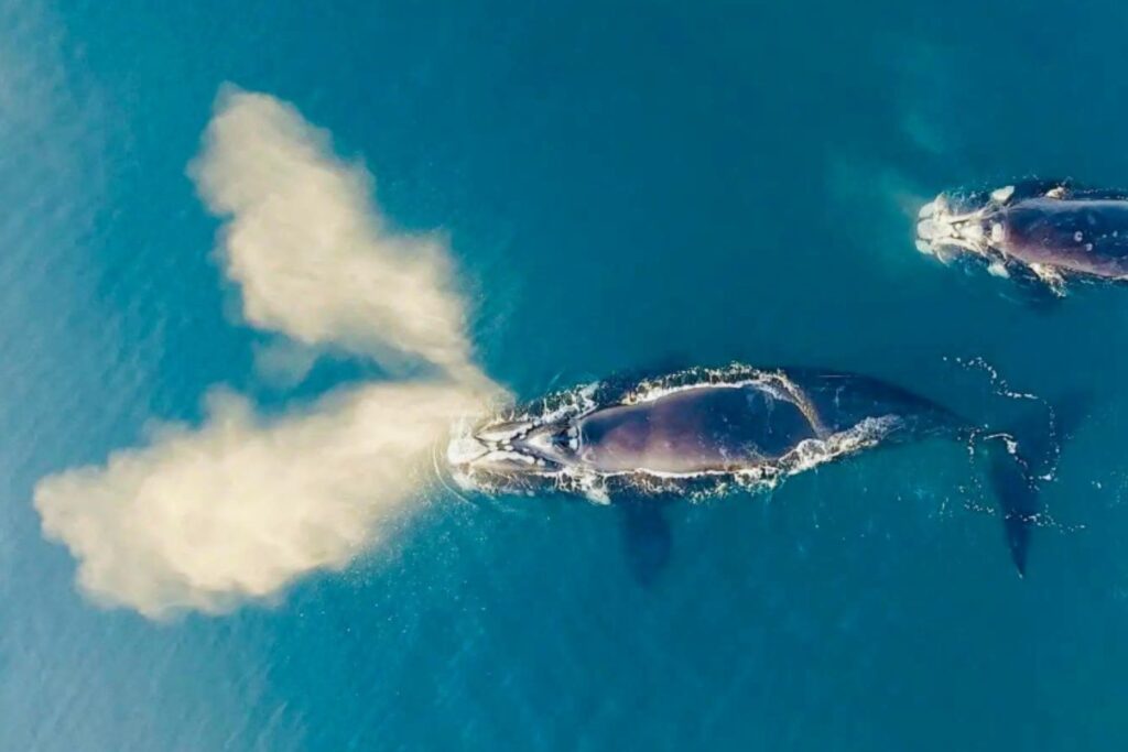 Récord histórico en Península Valdés: más de 2.100 ballenas convierten 2025 en una temporada inolvidable