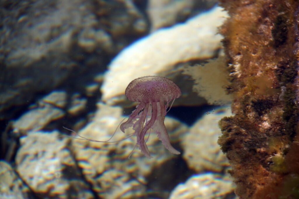 El colapso invisible del mar: las bacterias que sostienen la vida no resisten el calor extremo