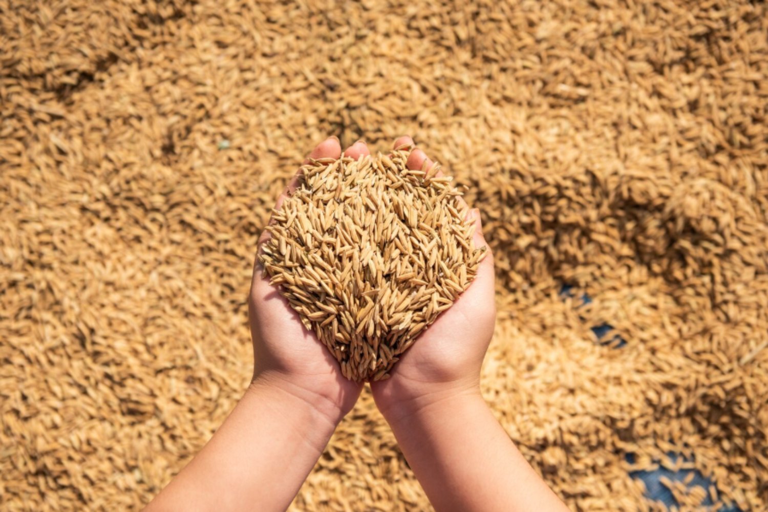 El arroz del futuro: la técnica que reduce fertilizantes y aumenta nutrientes
