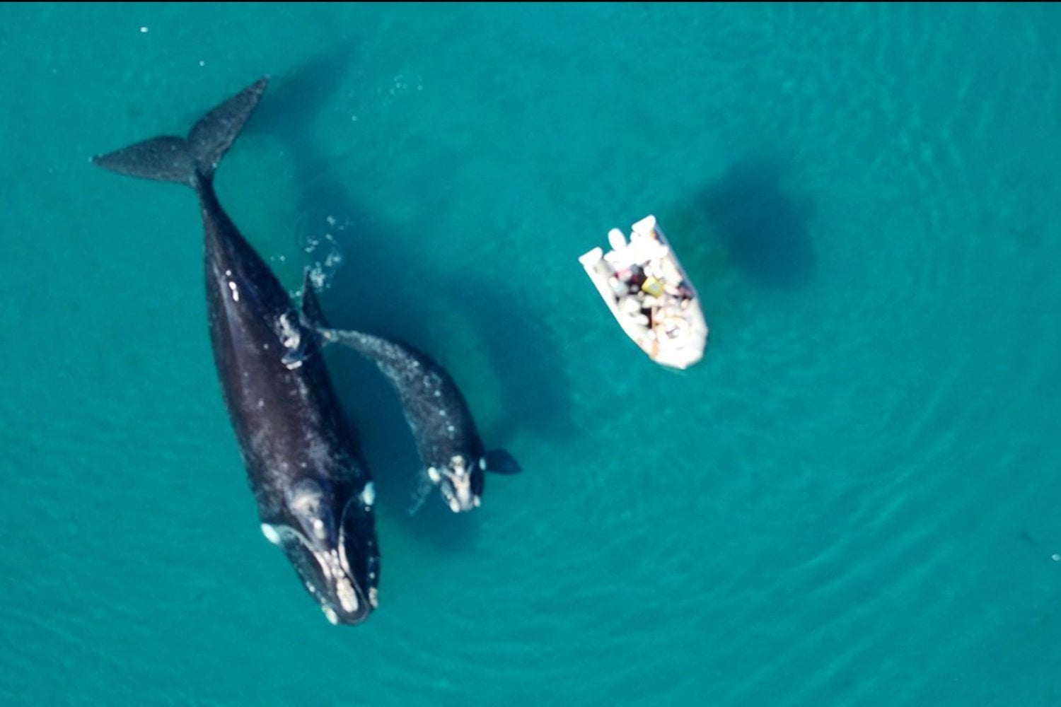 Récord histórico en Península Valdés: más de 2.100 ballenas convierten 2025 en una temporada inolvidable