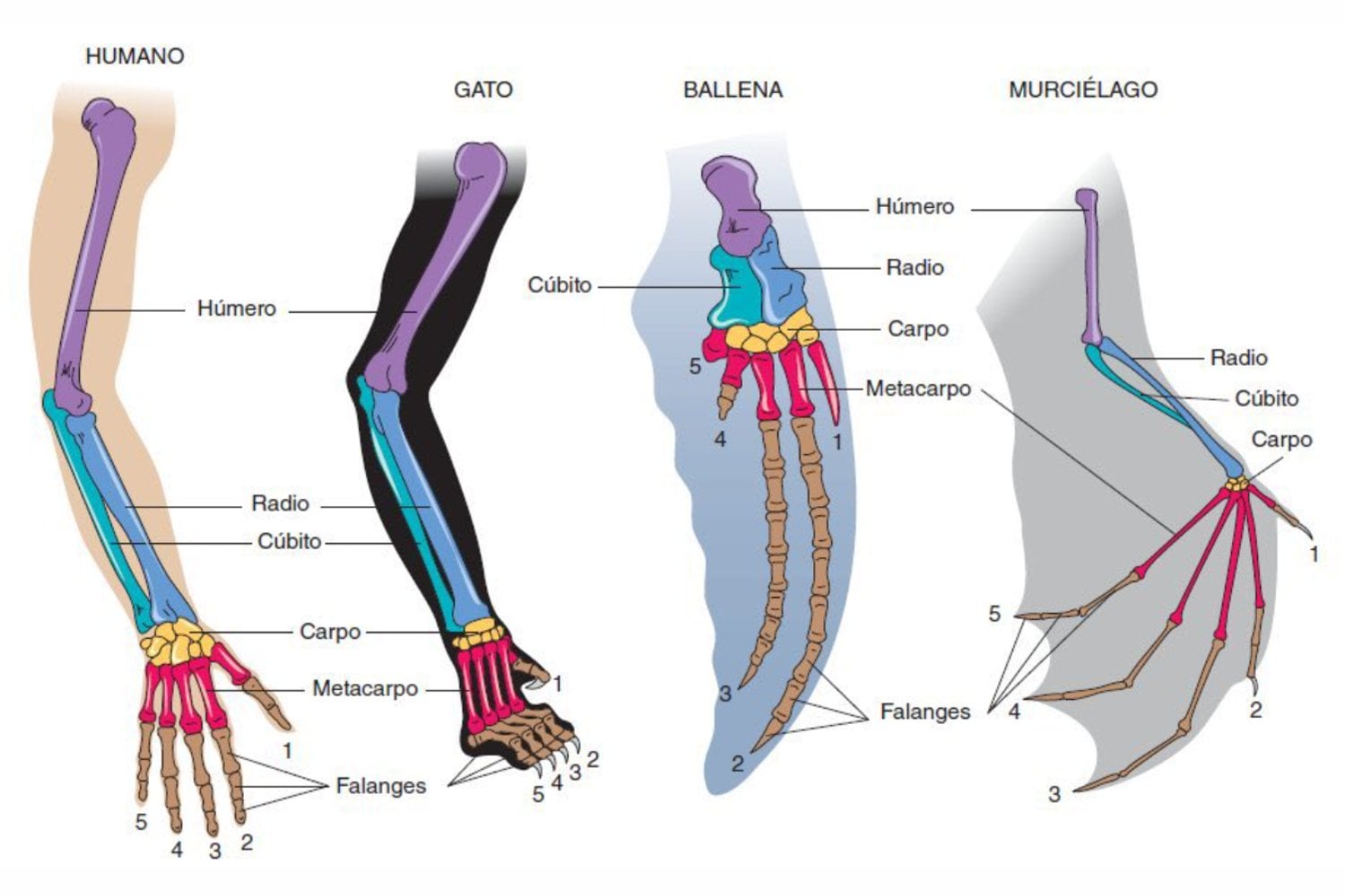 El ADN que conecta nuestras manos con los peces antiguos
