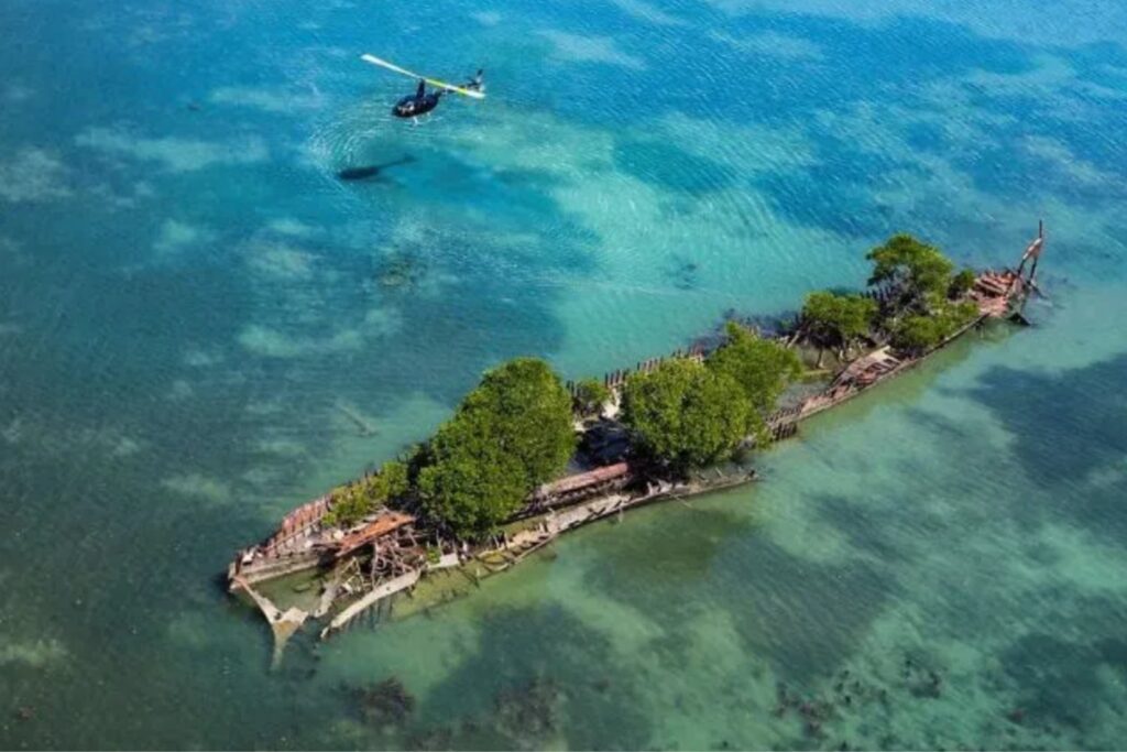 Restos de guerra convertidos en oasis marinos: cuando armas y barcos hundidos se transforman en vida