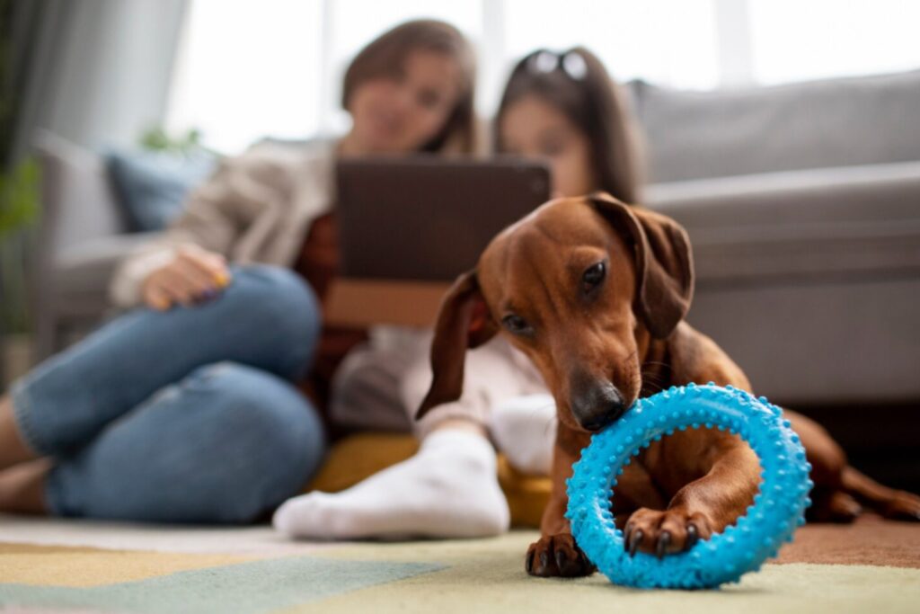 Inteligencia canina bajo la lupa: perros que clasifican objetos por su función