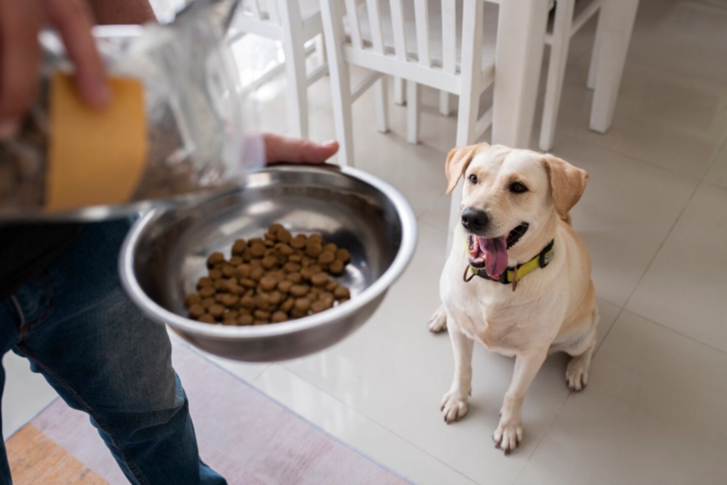 Inteligencia canina bajo la lupa: perros que clasifican objetos por su función