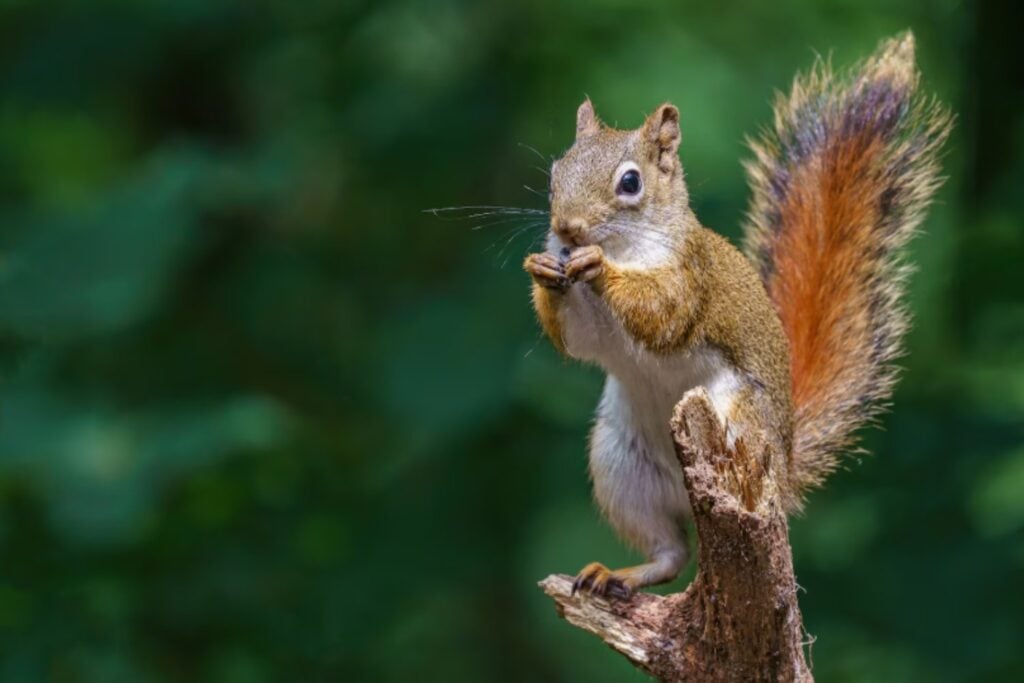 Cómo los humanos cambiaron para siempre el tamaño de animales salvajes y domésticos