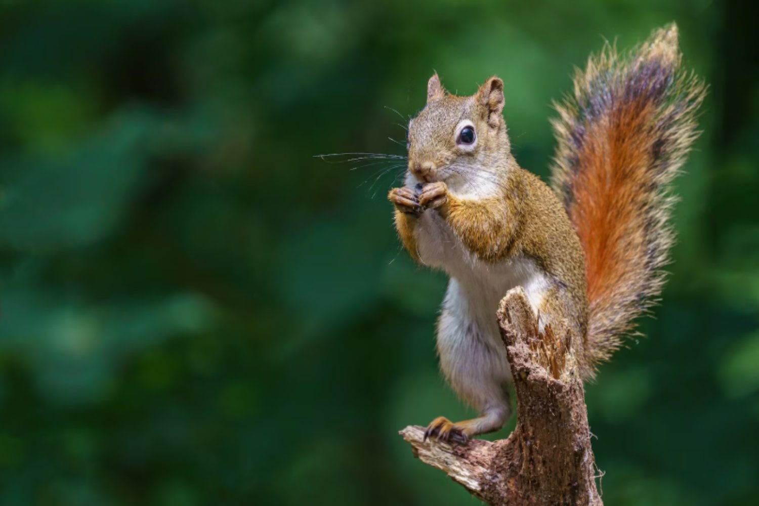 Cómo los humanos cambiaron para siempre el tamaño de animales salvajes y domésticos